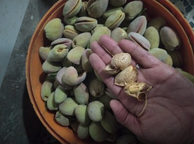 بادام کاغذی