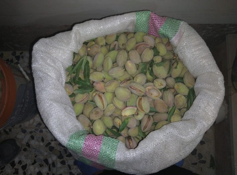 بادام کاغذی