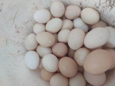 تخم مرغ محلی لنگرود